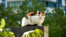 Desktop image. Cats. ID:151998