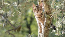 Desktop image. Cats. ID:152403