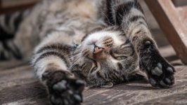 Desktop image. Cats. ID:152516