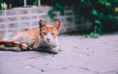Desktop image. Cats. ID:152938