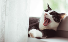 Desktop image. Cats. ID:153457