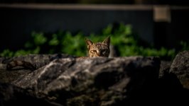 Desktop image. Cats. ID:153758