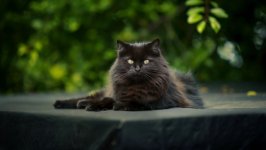 Desktop image. Cats. ID:153786