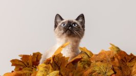 Desktop image. Cats. ID:154197
