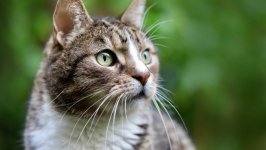 Desktop image. Cats. ID:154524