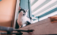 Desktop image. Cats. ID:154564