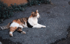 Desktop image. Cats. ID:155133