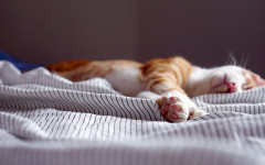Desktop image. Cats. ID:155168