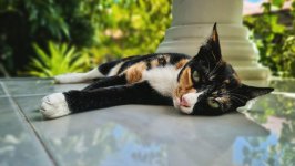 Desktop wallpaper. Cats. ID:155340