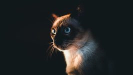 Desktop wallpaper. Cats. ID:155506