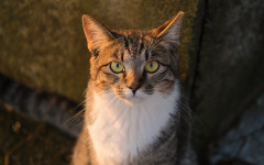 Desktop wallpaper. Cats. ID:155530