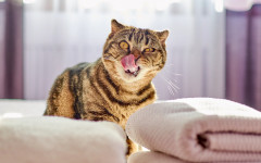Desktop wallpaper. Cats. ID:155646