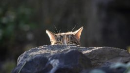 Desktop wallpaper. Cats. ID:155778