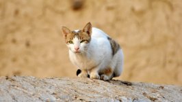 Desktop wallpaper. Cats. ID:155792