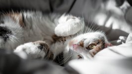 Desktop wallpaper. Cats. ID:155958