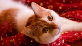 Desktop wallpaper. Cats. ID:155999