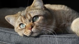Desktop wallpaper. Cats. ID:156009
