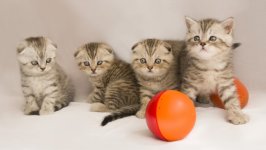 Desktop wallpaper. Cats. ID:156025