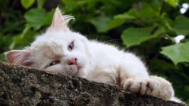 Desktop wallpaper. Cats. ID:156045