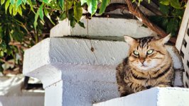 Desktop wallpaper. Cats. ID:156083