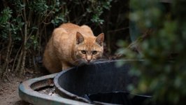 Desktop wallpaper. Cats. ID:156461