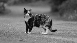 Desktop wallpaper. Cats. ID:156470