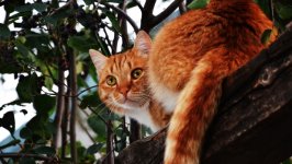 Desktop wallpaper. Cats. ID:156625