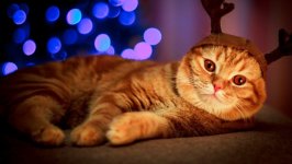 Desktop wallpaper. Cats. ID:156631