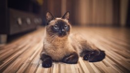 Desktop wallpaper. Cats. ID:156700