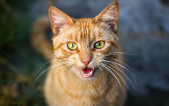 Desktop wallpaper. Cats. ID:157345