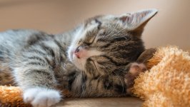 Desktop wallpaper. Cats. ID:157354