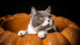 Desktop wallpaper. Cats. ID:157416