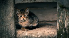 Desktop wallpaper. Cats. ID:157457