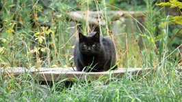 Desktop wallpaper. Cats. ID:157854