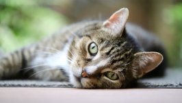 Desktop wallpaper. Cats. ID:157860