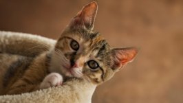 Desktop wallpaper. Cats. ID:157873