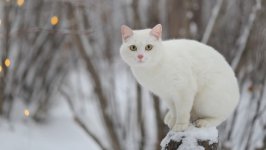 Desktop wallpaper. Cats. ID:157954