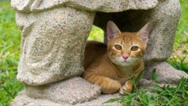 Desktop wallpaper. Cats. ID:157965