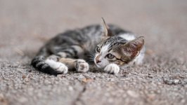Desktop wallpaper. Cats. ID:158133