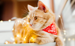 Desktop wallpaper. Cats. ID:158346