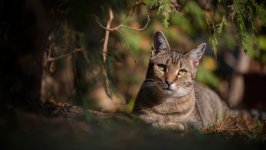 Desktop wallpaper. Cats. ID:158402