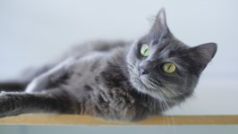 Desktop wallpaper. Cats. ID:158412