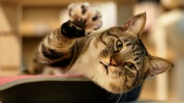 Desktop wallpaper. Cats. ID:158640