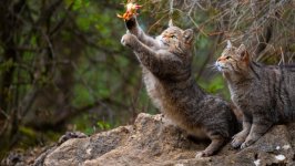 Desktop wallpaper. Cats. ID:158679
