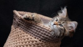 Desktop wallpaper. Cats. ID:158681