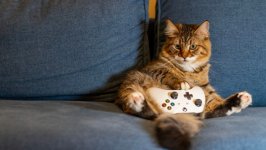 Desktop wallpaper. Cats. ID:160010