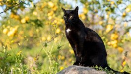 Desktop wallpaper. Cats. ID:161709