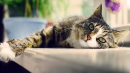 Desktop wallpaper. Cats. ID:162756