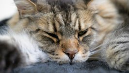 Desktop wallpaper. Cats. ID:162812