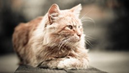 Desktop wallpaper. Cats. ID:162926